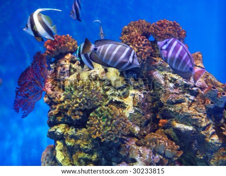 under sea view - coral fish