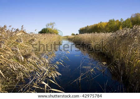 marsh with ditch and reed under clear sky