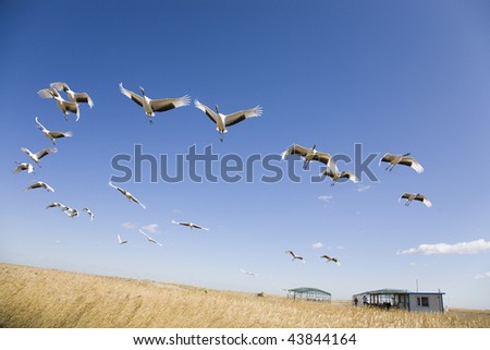 Flock of cranes migrating over yellow grassland against blue sky