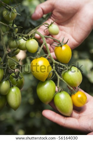 cherry tomatoes in people\'s hand in the greenhouse.
