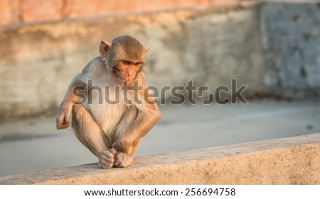 An infant Macaque monkey at the Monkey Temple, Jaipur, India.