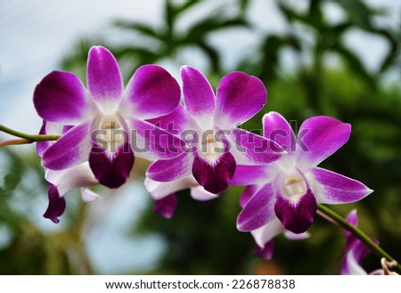 violet thai orchids flowers and leaf background