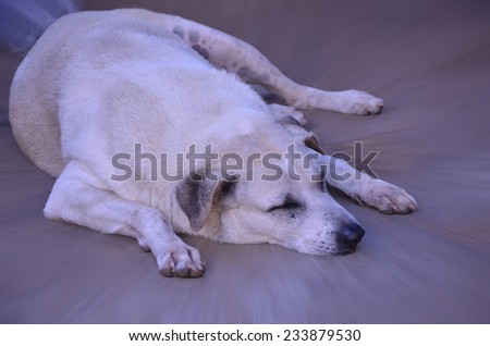 A fat dog is sleeping with blur background