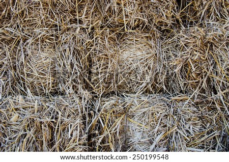 Piles of dry rice straw in farm for live stock