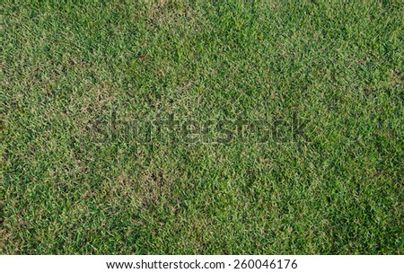 fresh green grass turf floor texture background in the garden