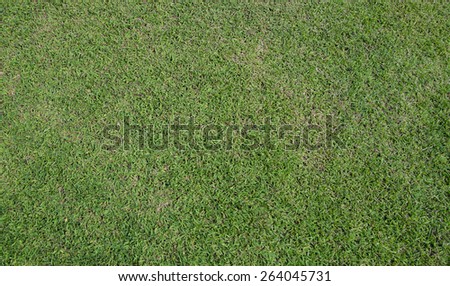 fresh green grass in the garden texture background