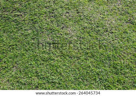 fresh green grass turf field in the garden texture background