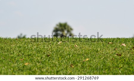 green grass in golf club with clear sky
