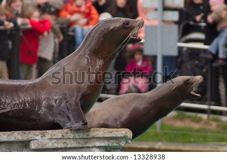 Seals begging for food in a zoo