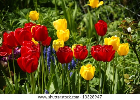 Bunch of Parrot Tulips in Spring time