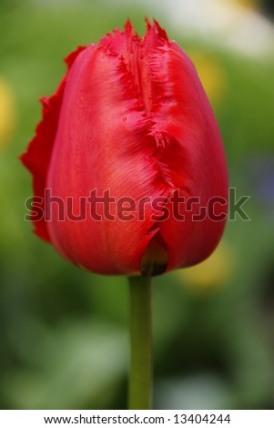 Red Parrot Tulip in Spring, alone in the Frame