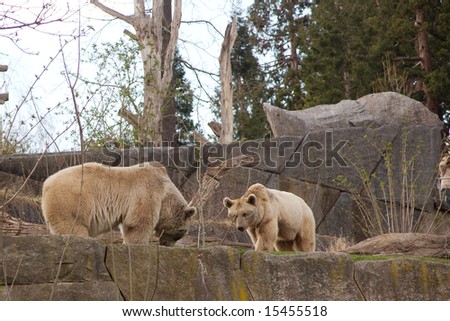 Mountain bears on rocks interacting with each other