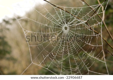 A spiders\' web covered in frost on a cold day in a natural setting.