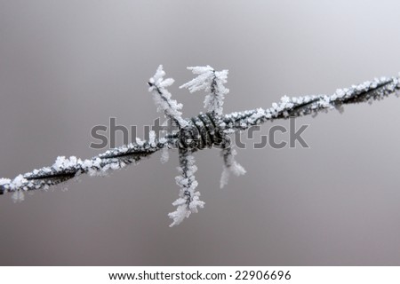 Frost-covered barbed wire in winter against a blurred background