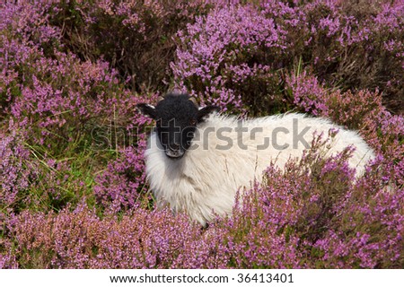 A sheep sits in the heather in the English Peak District.