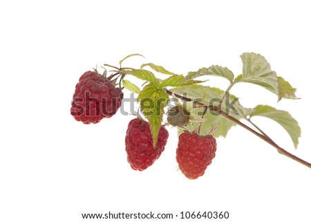 ripe raspberry on branch on white background