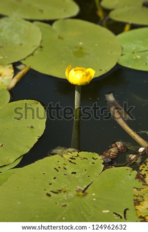 river with yellow water flowers (Nuphar lutea)