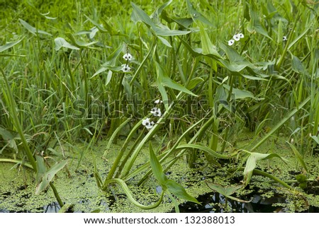 Water arrow (Sagittaria sagittifolia) in pond