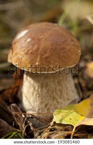 edible mushroom on big leg in forest
