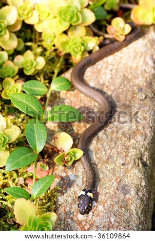 Small Grass Snake