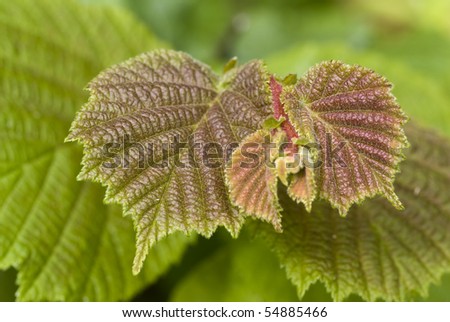 red and green hazel leaf  as background