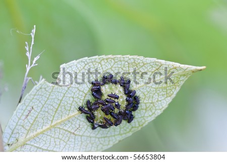 hatch with egg of little larva on leaf