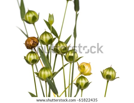 Drying Flax