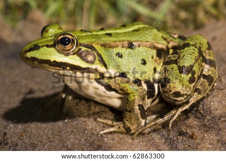 Frog Sit