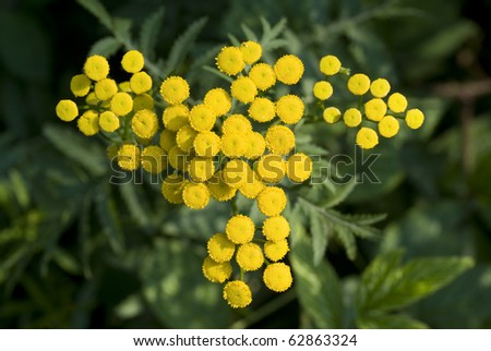 Yellow Herbs