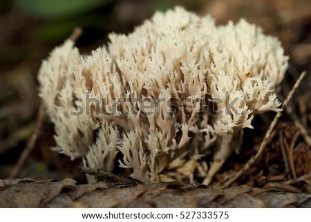 edible coral fungus(Ramaria stricta) on dry leaf