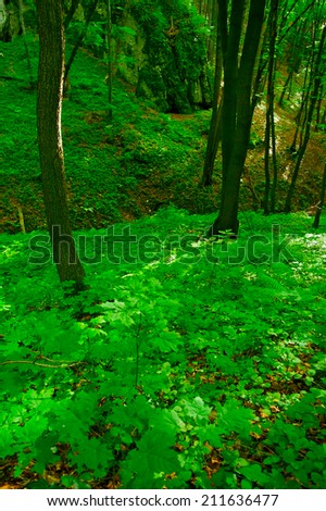Beechwood forest in the Bedkowska Valley on the Cracow - Czestochowa Upland in southern Poland.