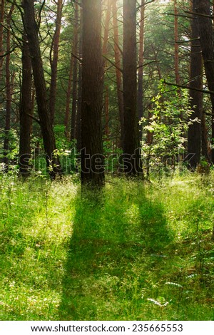 Pine forest growing on dunes near Baltic sea shore. Pomerania, northern Poland.