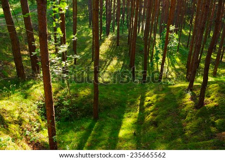 Pine forest growing on dunes near Baltic sea shore. Pomerania, northern Poland.