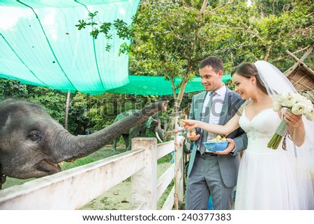 Wedding. Couple feeding the elephant