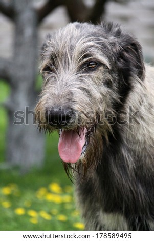 Portrait of the world\'s largest dog breed Irish Wolfhound