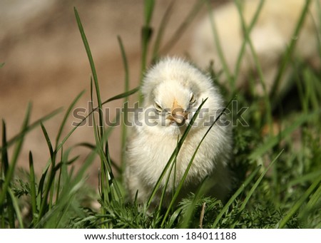 Yellow chick got lost in high green grass