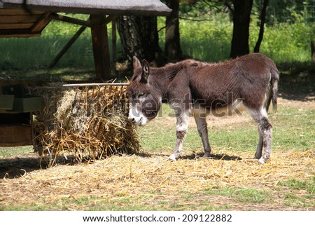 Brown Donkey standing on green grass and eats hay