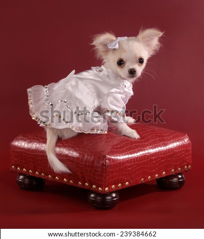 The puppy of breed of chihuahua sits on the red padded stool in a white dress on a claret background