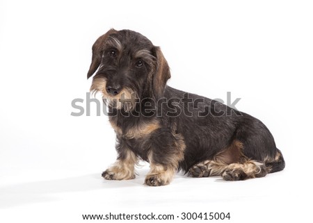 The dog of brown color sits on a white background.