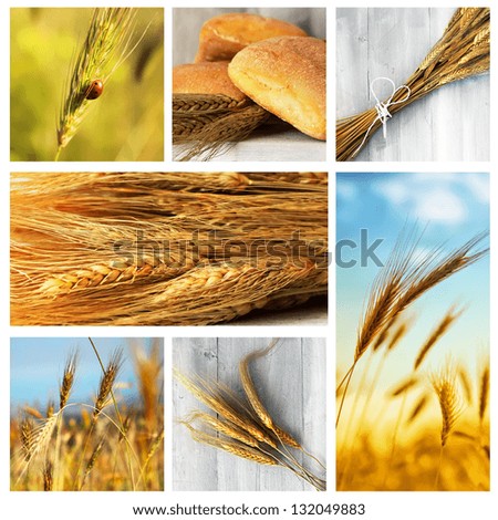 Photo collage of wheat, rye and bread