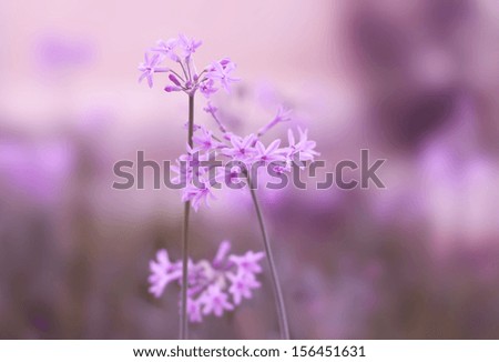 This is a photo of pink flowers