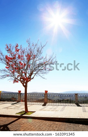 Photo of red fall tree and sun