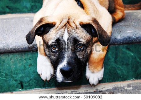 This is a photo of sad puppy on the stair