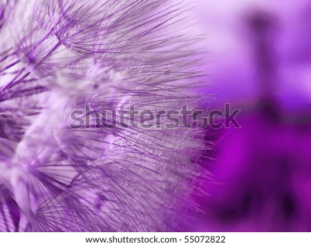 Purple abstract macro photo of dandelion