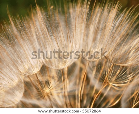 Macro photo of dandelion with green background
