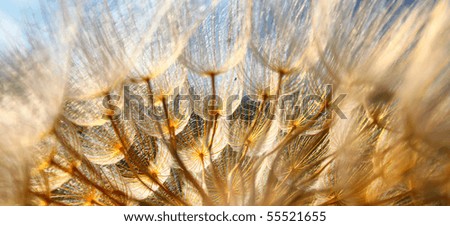 Macro photo of dandelion with sky in background