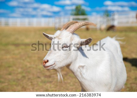 Funny portrait of a smiling goat with a blue sky in the background.