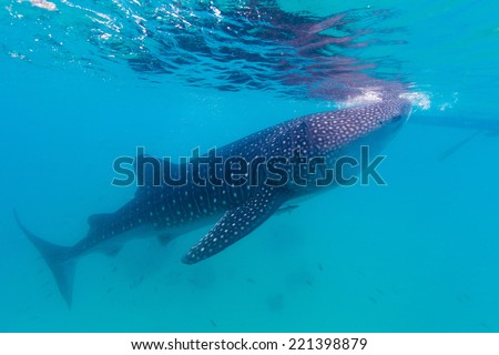 Underwater shoot of a gigantic whale sharks ( Rhincodon typus) feeding plankton on the surface of the water. These sharks have no teeth and are filter feeders.