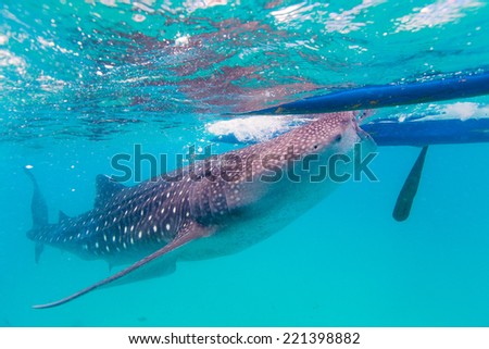 Underwater shoot of a gigantic whale sharks ( Rhincodon typus) feeding plankton on the surface of the water. These sharks have no teeth and are filter feeders.