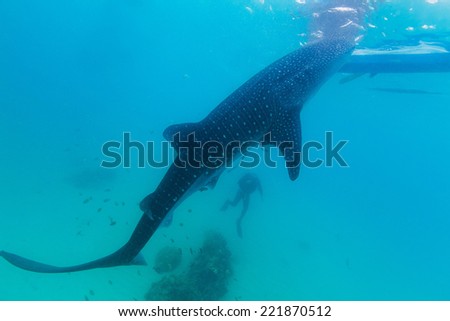 Underwater shoot of a gigantic whale sharks ( Rhincodon typus) feeding plankton on the surface of the water. The diver in the background.These sharks have no teeth and are filter feeders.